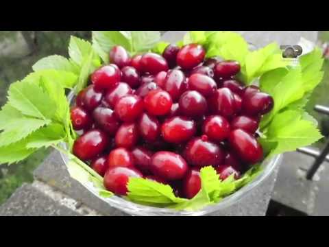 Ne Shtepine Tone, 12 Stator 2017, Pjesa 2 - Thana