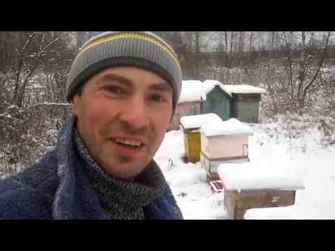 Зачем приезжать на пасеку в начале зимы.Беглая ревизия. Укрываю летки хвоей от синиц и мышей.