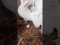 Humara Lucky Kabootar Ka 1St Eggs Shorts Youtubeshorts