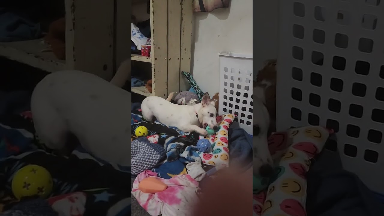 Enlarge KELLI, a Adoptable Corgi in Berlin, NJ video 6/6