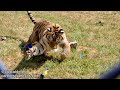 The Kids Turned One TIGER PIÑATA PARTY