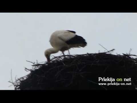 Štorklja v Ljutomeru