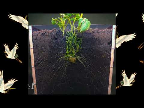Potato 🥔 Growth | Root Growth Underground | Crop TimeLapse | Full Plant Growth