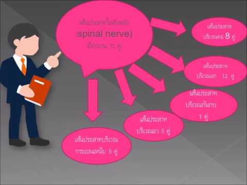 เชื้อโรคเพศหญิงที่มีขายในร้านขายยา แผลเล็ก ๆ บนหัวของอวัยวะเพศชายที่เป็น