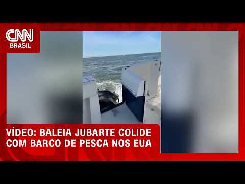 Baleia jubarte colide com barco de pesca nos EUA; veja vídeo | CNN BRASIL