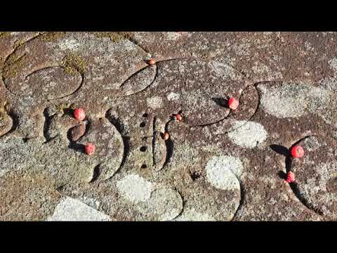 What eats Yew Tree (Taxus baccata) Berries?