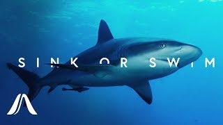 Why Do Sharks Have To Keep Swimming?
