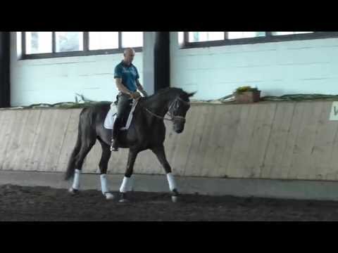 Wallach von Dubarry *2013