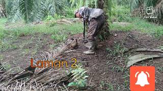 Download lagu Ayam Hutan Pikat Betina F1(Vol 9) mp3