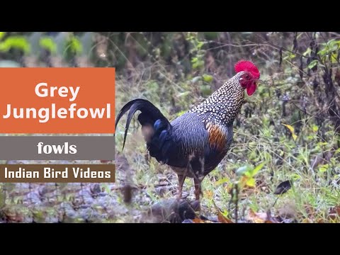 Grey Junglefowl v habitát