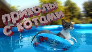 Приколы с котами и кошками | Приколы с животными. Приколы лучшие приколы 2019