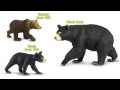 Safari LTD Bears