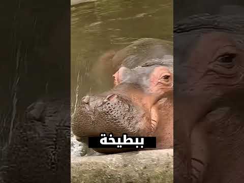 شوفو البنت دي عملت ايه مع فرس النهر 😮😮😮😮😮😮 #اكسبلور #دويتو #هالاند #satisfying #كرة_القدم #تعلم #قصص