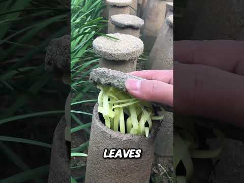 Harvesting yellow leeks #farming  #statisfying #farmingtraditions #tips #agriculture #countrylife