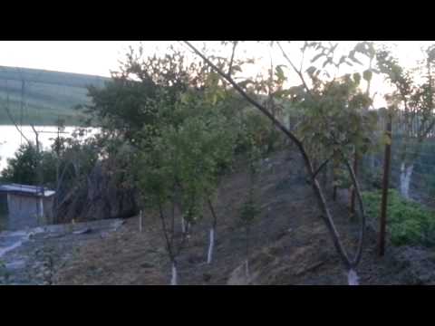 Pomi pomi....copaci copaci