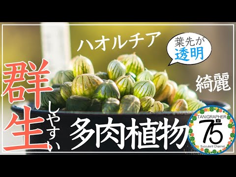 ハオルチア・コアクタタ