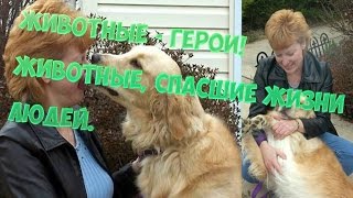 ЖИВОТНЫЕ , СПАСШИЕ ЖИЗНИ ЛЮДЕЙ!