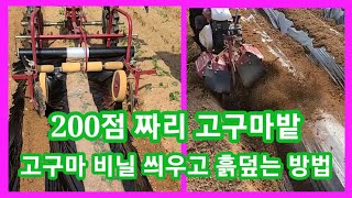 캬~잔머리 쥑인다 200점짜리 고구마밭 고구마 심고 비닐씌우고 흙덮는 방법~ 고구마 심는 시기 방법  관리기…