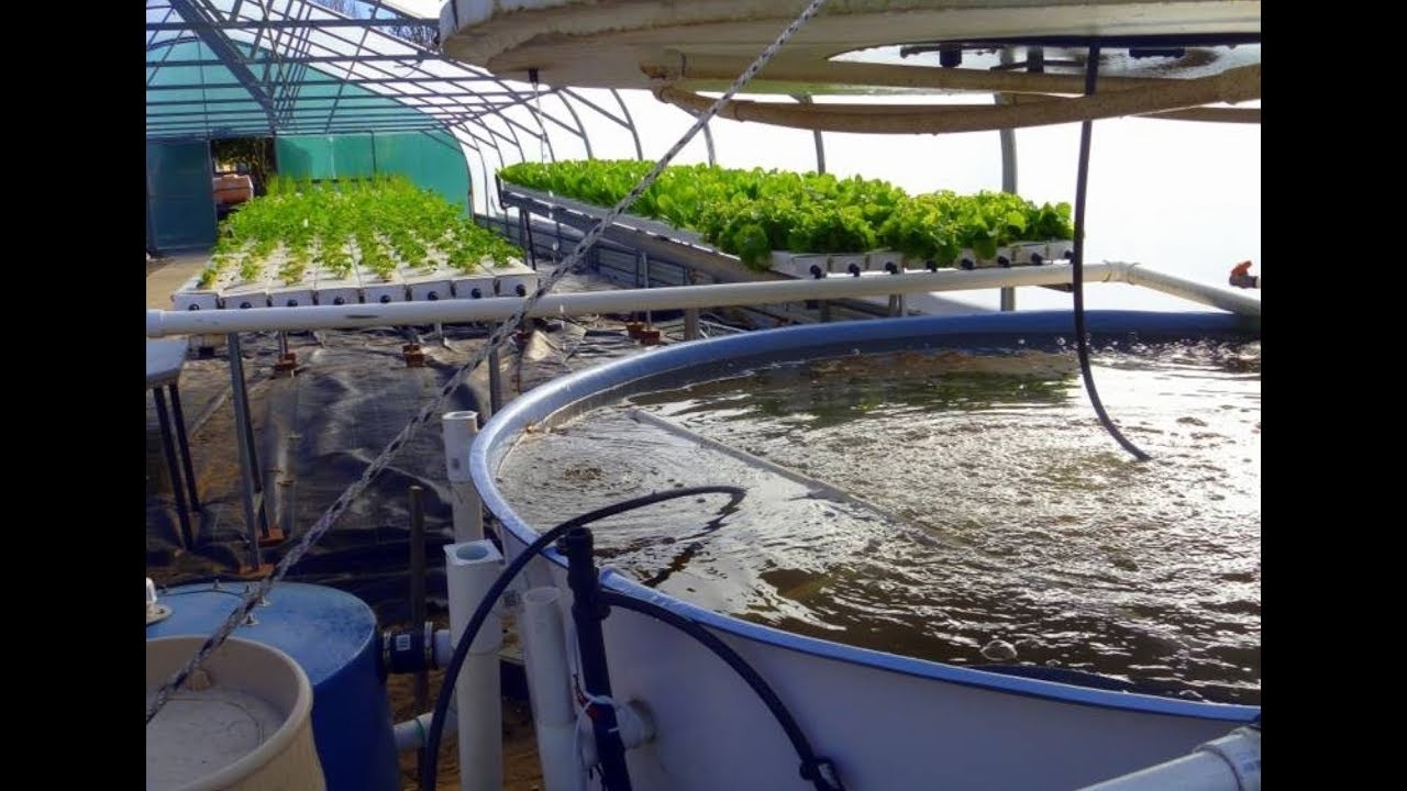 Aquaponia peixes junto com hortaliças
