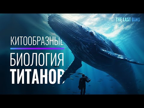 Biology of the Largest Animals on the Planet Whale Songs, Behavior, and Fashion