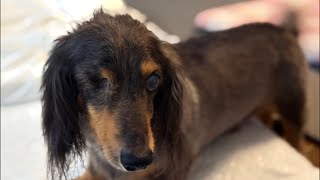 【シャンプーしたよ】ネルくんとパパのゲリライブ🐶 | 作業や勉強、睡眠のおともに | 犬のいる暮らし