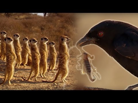 The Drongo Bird - One of Nature's Greatest Tricksters