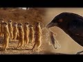 Drongo Bird Tricks Meerkats | Africa | BBC Earth