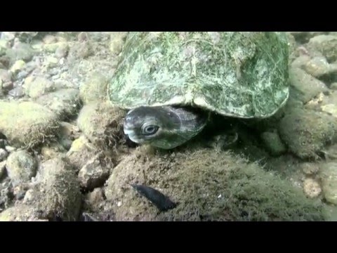 Schildkröte im Flückiger, Flückigersee,Freiburg,Baden Württemberg,Deutschland