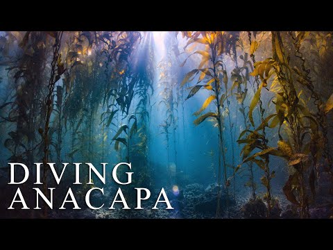 Diving Anacapa - Channel Islands - Nov 21