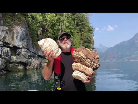 Deep dive: Fomitopsis officinalis Agarikon