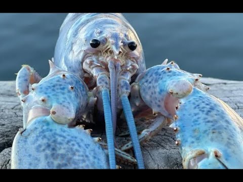 one hour of silence occasionally broken up by the blue lobster