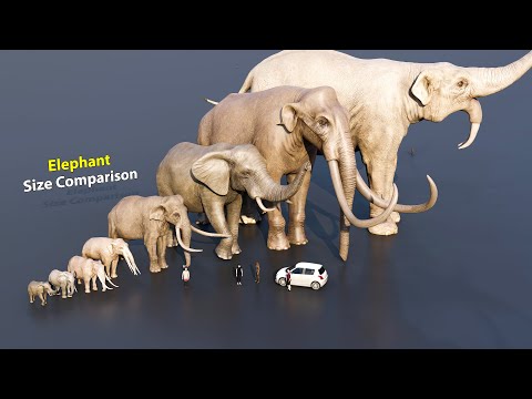 Elephant size comparison #animation #animals