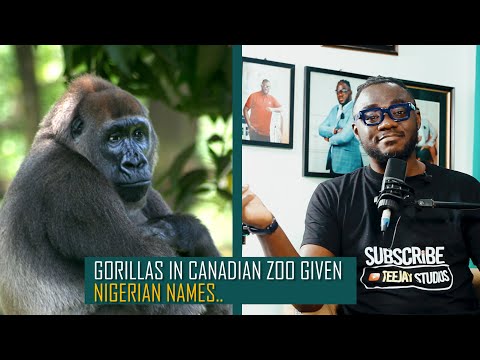 Nigerians react as Canadian zoo names gorillas Nneka, Ngozi, other relatable names..