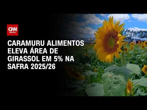 Caramuru Alimentos eleva área de girassol em 5% na safra 2025/26 | CNN AGRO NEWS