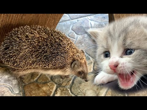 Ein wilder Igel kam, um Kätzchen Futter zu stehlen