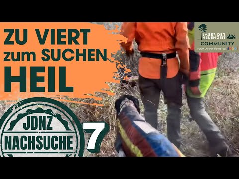 Right to the limit. Four-horse team with excellent teamwork. Tracking two sows and a red calf.