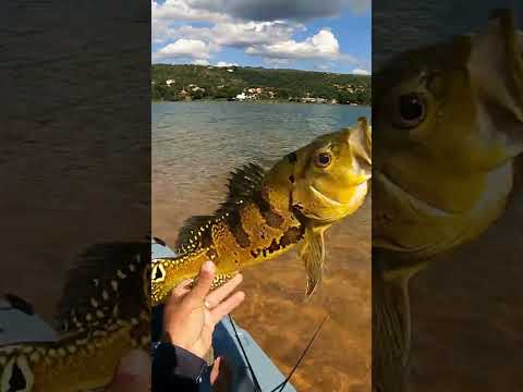 Três Marias - MG  #fishing #pescaria #tresmarias #pescaesportiva #fish #tucunare #pesca