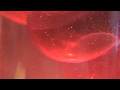 Scumbucket - Super C