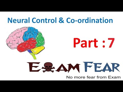Biology Neural Control & Coordination part 7 (Neuron Structures) CBSE class 11 XI