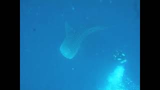 Whale Shark attacks diver