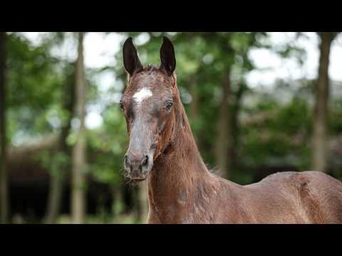 HF  v  Fürst William -  Sandro Hit