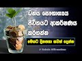 Affirmations For Wealth, Money & Prosperity | Sinhala | Motivational Video