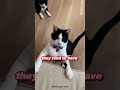 Fun Fact About Tuxedo Cat Shorts