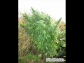 Ras Luta - W mojej głowie 