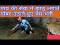 गाय की सेवा में झाडू लगाते गोबर उठाते �