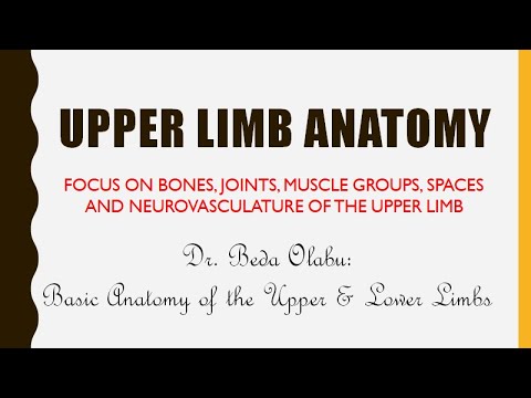 ANATOMY OF THE LIMBS PART 2 - OVERVIEW OF UPPER LIMB ANATOMY