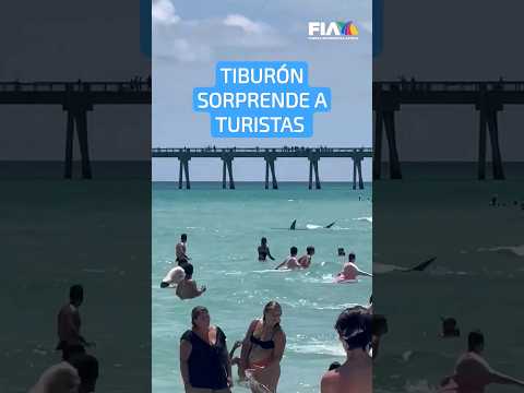 ¡TIBURÓN A LA VISTA! | Captan a tiburones en orillas de las Playas de Florida