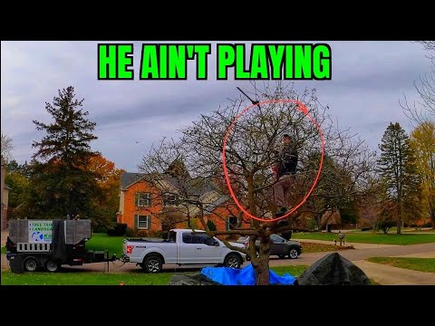 image-Which is the most dominant tree?