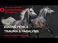 EP 185 Penile Trauma Paralysis In Horses Causes Diagnosis Treatment Explained
