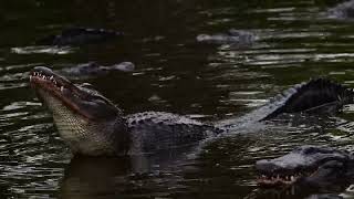 Gator mating calls early morning 1006  HD with sound